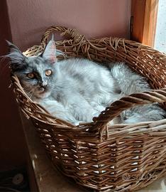 Ariel femminuccia Maine coon 6 mesi con pedigree