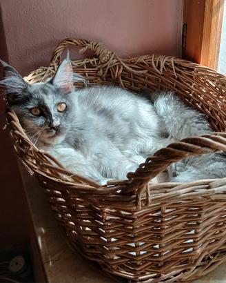 Ariel femminuccia Maine coon 6 mesi con pedigree