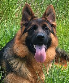 Cucciolo di pastore tedesco