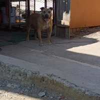 Pitbull Blue fanw per monta