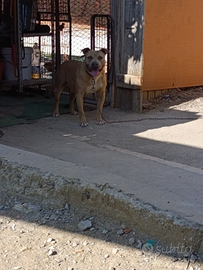 Pitbull Blue fanw per monta