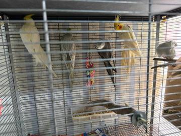 Pappagalli Calopsite non allevati a mano