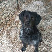 Disponibile per monta Epagneul Breton