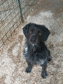 Disponibile per monta Epagneul Breton