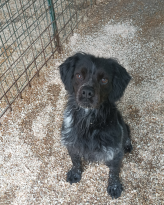 Disponibile per monta Epagneul Breton