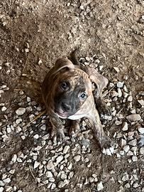 Pitbull Ukc