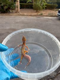 Geco leopardino - Mack Snow Bell Het Eclipse