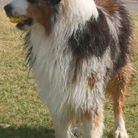 PASTORE AUSTRALIANO BLUE MERLE per MONTE