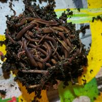 Lombrichi Rossi Californiani 