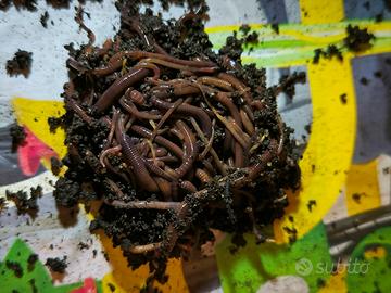 Lombrichi Rossi Californiani 