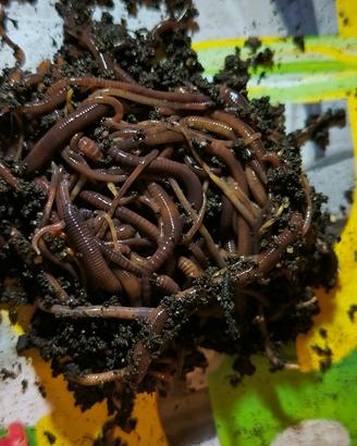 Lombrichi Rossi Californiani 