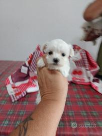 Cuccioli di maltese