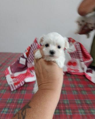 Cuccioli di maltese