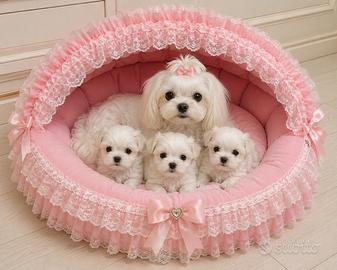 Maltesi cuccioli
