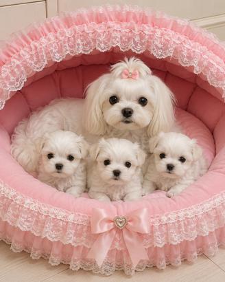 Maltesi cuccioli