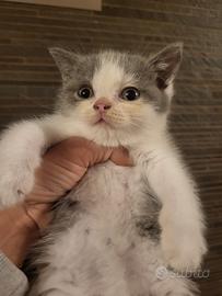 Cuccioli british shorthair