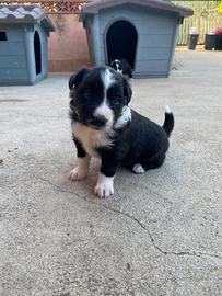 Cuccioli border collie