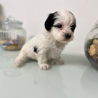 Cucciolo di Morkie