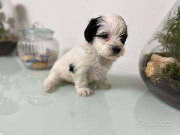 Cucciolo di Morkie