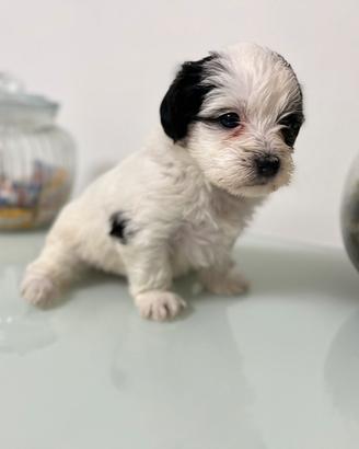 Ultima cucciola femmina di Morkie