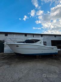 sessa dorado 26