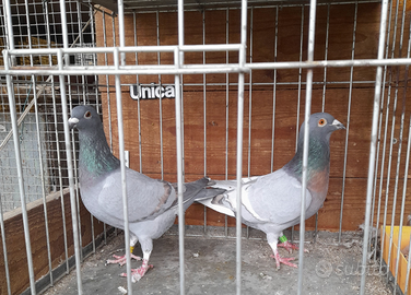 Colombi viaggiatori di diverse colorazioni