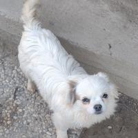 Cucciolo di chihuahua con pedigree Enci