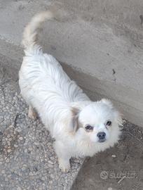 Cucciolo di chihuahua con pedigree Enci