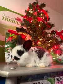 Coniglio nano Reggio Calabria