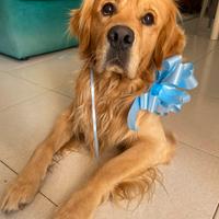 Golden retriever disponibile per monta