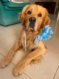 Golden retriever disponibile per monta