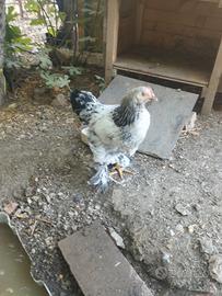 Galleti brahma molto belli