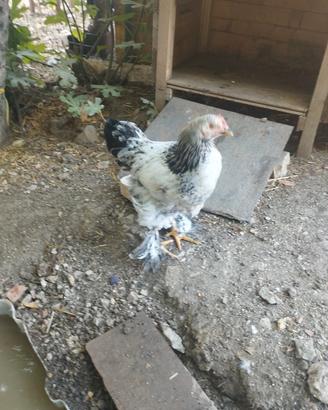 Galleti brahma molto belli
