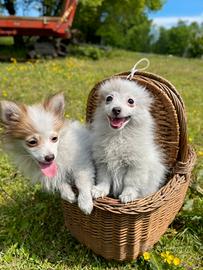 Cuccioli di volpino