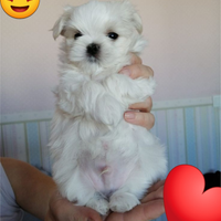Mini cucciolo maltipoo