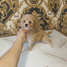 Maltipoo mini Toy femminuccia red