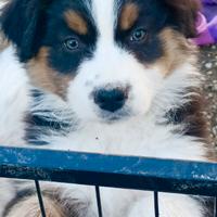 Cuccioli di pastore australiano