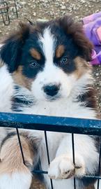 Cuccioli di pastore australiano