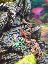 Gamberetti Neocaridina Red Cherry