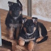 Cuccioli di pastori tedesco pelo corto