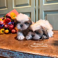 Cuccioli di Shihtzu