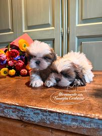 Cuccioli di Shihtzu