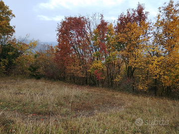 Terreno ex vigneto a terrazze