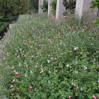 Manutentore/Giardiniere