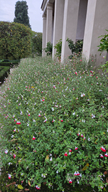 Manutentore/Giardiniere