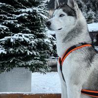 Siberian Husky / Monta