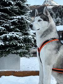 Siberian Husky / Monta