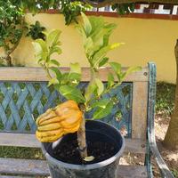 Albero cedro limone