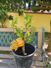 Albero cedro limone