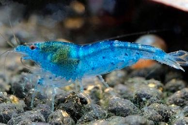 Gamberetti / neocaridine / "Blue Jelly"